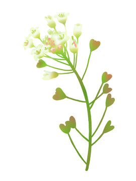 Spring Herb Shepherd's Purse (Capsella Bursa-Pastoris) Illustration, Transparent Background