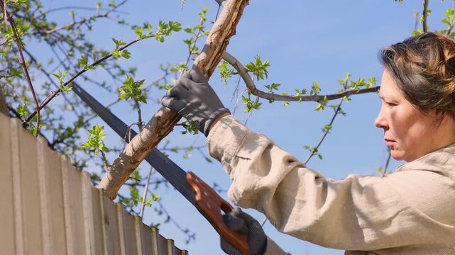 Garden work in the spring. Woman saws off extra branches with hand-held hacksaw. Hands with gloves of gardener doing maintenance work, pruning trees in spring	