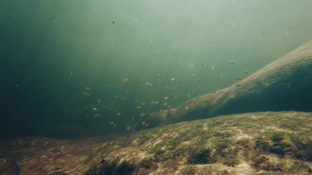 School of Astyanax or Lambari swim in the river. Underwater view of the fish of Astyanax in the river in Brazil