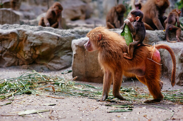 Mother baboon carrying baby on back while feeding, capturing nurturing behavior and wildlife interaction in zoo habitat. © Loginova