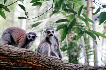 Fototapeta premium Two lemurs perched on a tree branch in a lush tropical enclosure.