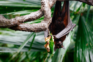 Fototapeta premium Fruit bat hanging upside down while eating fruit in a tropical enclosure.