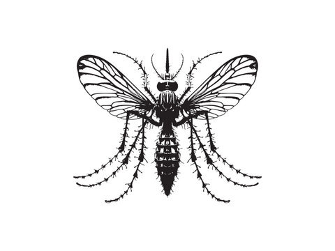 Highly detailed illustration of a crane fly with intricate wing venation.