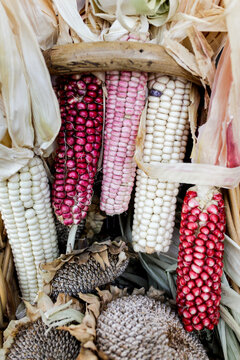 Decorative multicolored corn cobs at autumn harvest market
