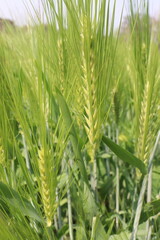Obraz premium Barley plant on farm for harvest are cash crops