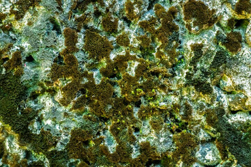 Obraz premium Wall Natural algae and mold or fungus Abstract pattern, Background Textures