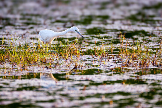 Juvenile egret hunting in the shallow waters of a marsh in French Guiana at sunset.
