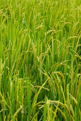 Fototapeta premium Paddy rice field transition from booting to heading, showing the natural life cycle of rice plants.