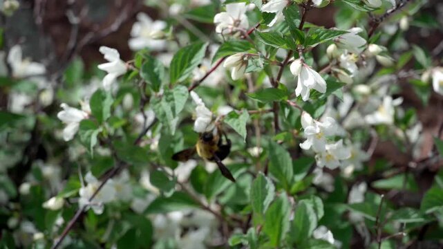 A yellow-breasted carpenter was foraging on the flowers of a large-flowered deutzia, flying from one flower to another, poking its head into the stamen.