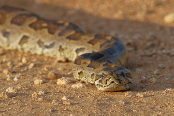 Fototapeta premium Südlicher Felsenpython / Southern African rock python / Python natalensis