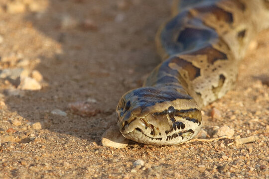 S&uuml;dlicher Felsenpython / Southern African rock python / Python natalensis