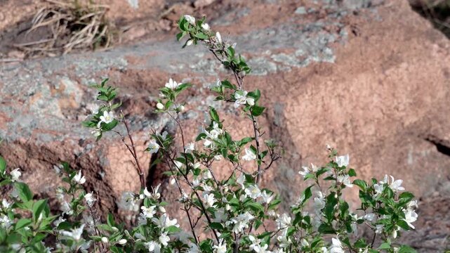 These are wild Deutzia macrophylla species; they take root in rock crevices and bloom in early April.