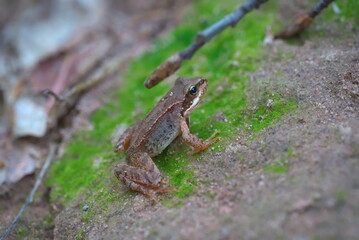 Fototapeta premium a small brown frog on the ground (vers. 2)