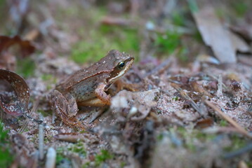 Obraz premium a small brown frog on the ground (vers. 1)