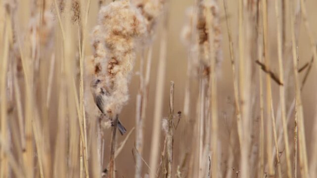 Reed Bunting (Emberiza schoeniclus) pluck fluffy cattail material to build nest