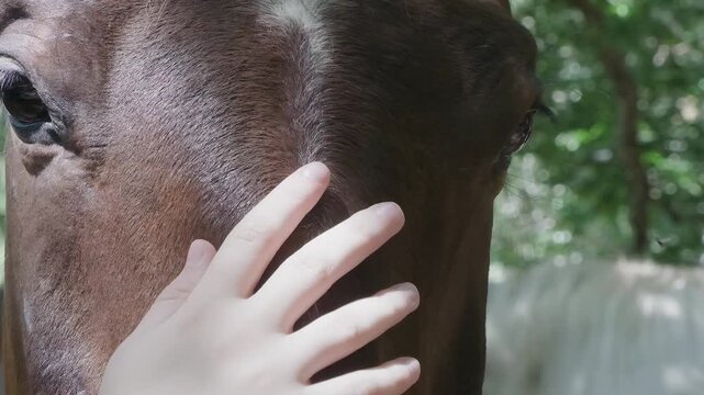Child's hand gently caresses horse face in slow motion close-up. Tender bonding moment between kid and animal in natural outdoor setting. Trust and friendship concept.