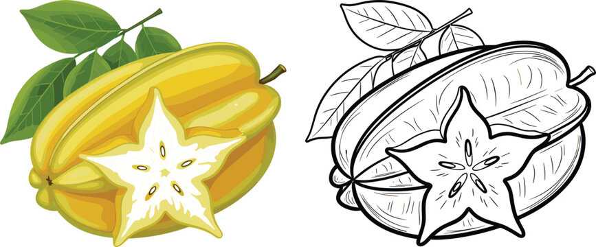 Starfruit carambola illustration with colored realistic fruit and black outline sketch version tropical exotic food vector isolated set
