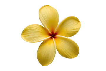 Obraz premium Yellow plumeria frangipani flower blooming, tropical plant, isolated blossom, summer floral nature, transparent background