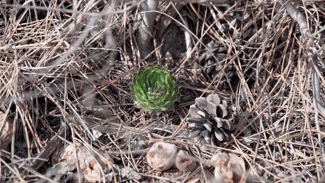 This *Orostachys chinensis* sapling grew near the mother plant, propagated from seeds. Its leaves are lanceolate, arranged in a rosette shape.