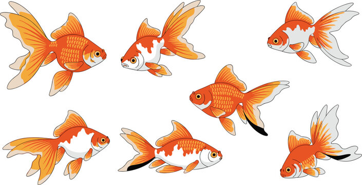 Set of Orange and White Goldfish Illustrations Featuring Diverse Fancy Tail Varieties and Swimming Poses for Aquarium Pet Care and Marine Life Graphic Designs