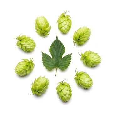 A circular arrangement of fresh green hop cones surrounding a single jagged central hop leaf.