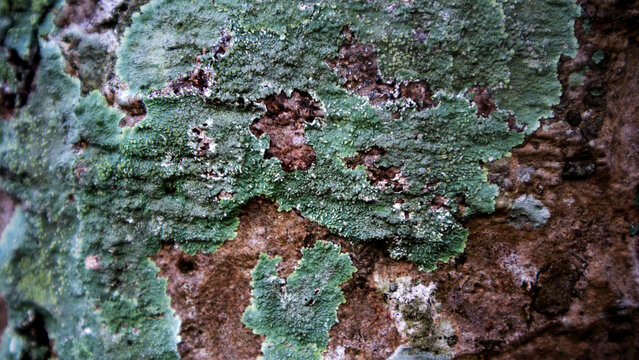 Lichens are a mutualistic symbiosis between fungi and algae or cyanobacteria that grows attached (epiphytic) to tree bark. They are not parasites, but rather indicators of clean air.