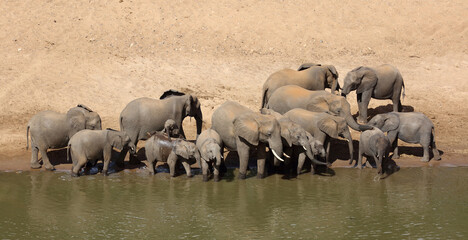 Afrikanischer Elefant / African elephant / Loxodonta africana © Ludwig