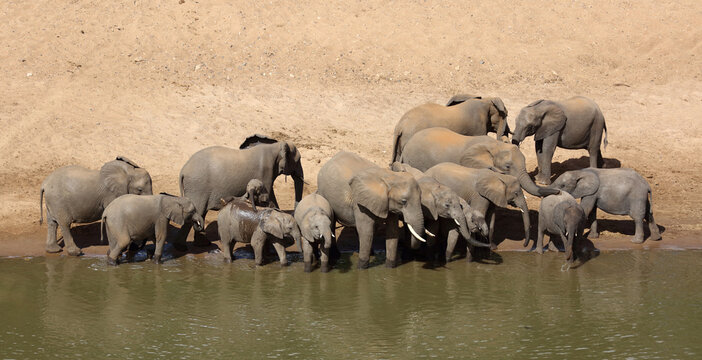 Afrikanischer Elefant / African elephant / Loxodonta africana