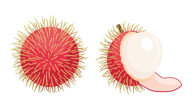 Illustration of two rambutan fruits one peeled and one unpeeled on a white background with vibrant red and yellow hues.