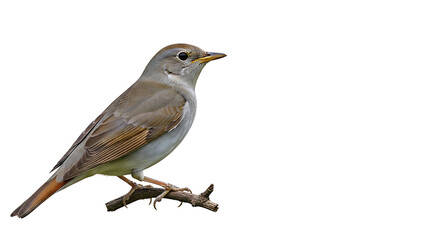 Fototapeta premium A small bird perched on a branch