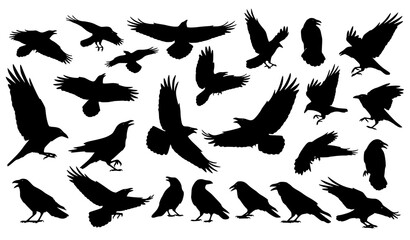 Fototapeta premium Dynamic raven and crow silhouette vector set with flying bird shapes in bold minimal style