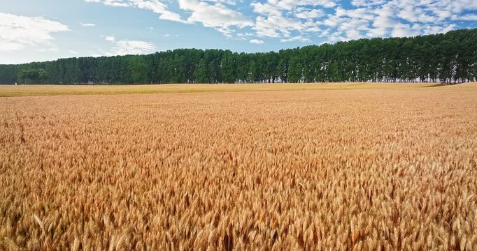 Golden ripe wheat field ready for harvest with trees under a clear blue sky