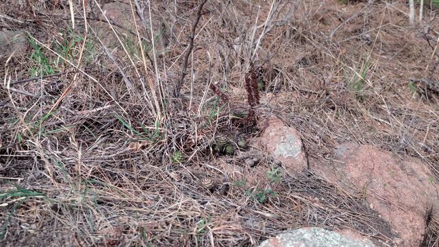 These wolf's claw sedums grow on a mountaintop at an altitude of over 250 meters, clustered on a sunny sandy area.