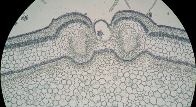 Magnified Cross Section of Plant Stem Tissue