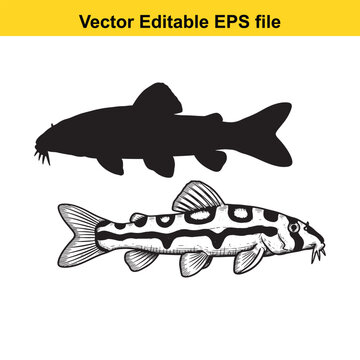 Vector art of silhouette and sketch of a loach fish swimming
