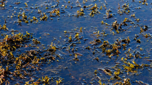 Rockweed or popweed, bladder wrack (Fucus vesiculosus) in the littoral zone, Baltic Sea, Estonia