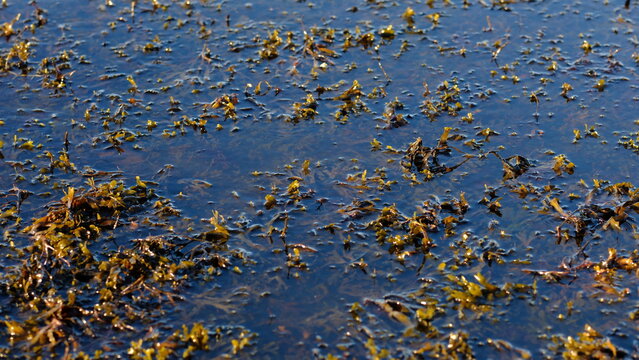 Rockweed or popweed, bladder wrack (Fucus vesiculosus) in the littoral zone, Baltic Sea, Estonia