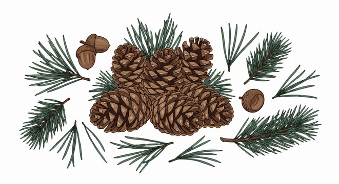 Scattered pine cones and acorns with pine needles on a white background