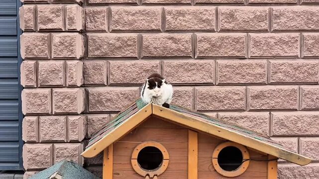 Cute cat sitting on top of a wooden pet house against a brick wall background. Cozy outdoor scene with a handmade cat shelter, perfect for pet care