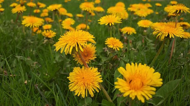 Close Up of Yellow Dandelion Flowers Swaying in the Breeze in a Spring Meadow