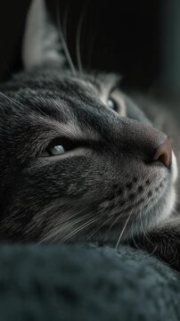 Close-up portrait of a relaxed domestic cat resting indoors.