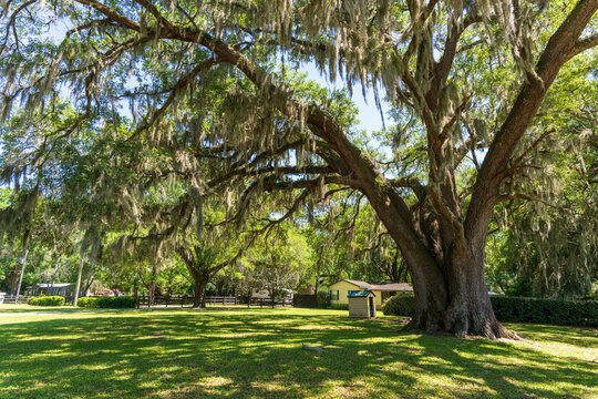 Big beautiful oaks in Ocala