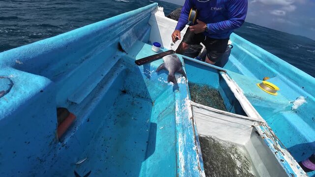 Fsherman pulling a large, silvery pompano fish from the ocean onto a small boat, showcasing traditional fishing techniques and daily maritime labor. Finish labor quickly and prevent vibration