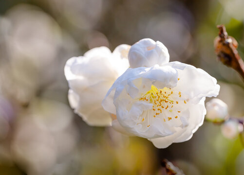 Close up flowers Chinese cherry Alba plena called Chinese plum or dwarf flowering almond. Macro