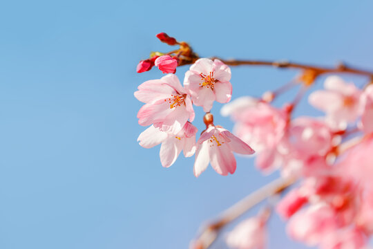 Cherry Blossoms in Full Bloom Against a Clear Blue Sky. Selective focus.