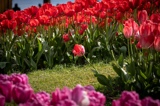 Jardin de tulipes avec une fleur pench&eacute;e, symbolise la diff&eacute;rence. 