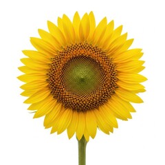 Obraz premium A vibrant yellow sunflower with a detailed brown center isolated against a plain white background