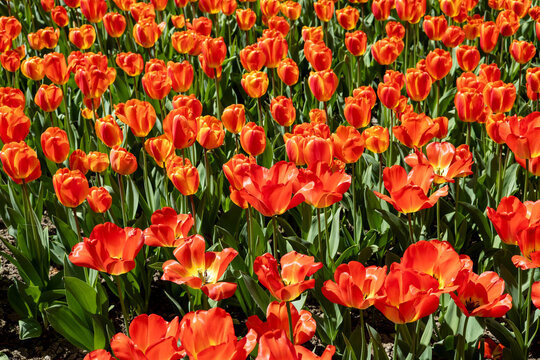 Fond floral de tulipes oranges tr&egrave;s color&eacute;es.