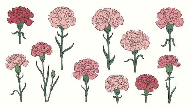 Set of pink and red carnation flowers in various stages of bloom with green stems and leaves on a white background.