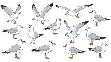Obraz premium Collection of seagull bird illustrations showing various realistic poses including flying standing and calling in grey and white.
